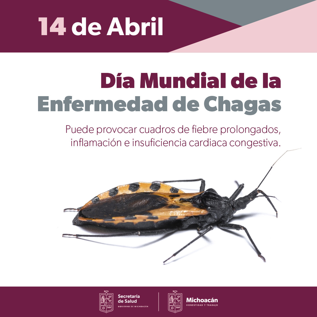 SALUD | Mantiene SSM acciones preventivas ante enfermedad de Chagas