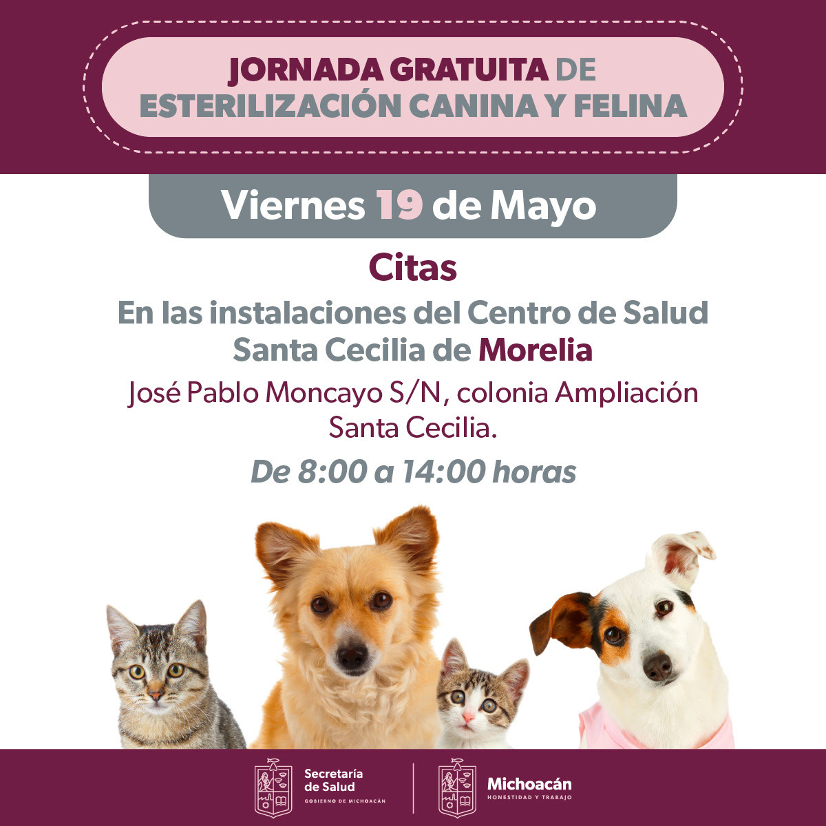 Salud Anuncia Ssm Jornada De Esterilización Canina Y Felina En Morelia