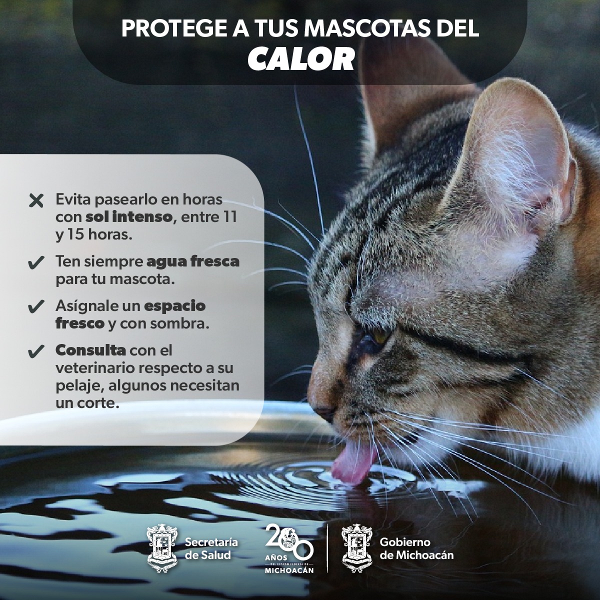 Salud Protege A Tus Mascotas Del Calor Con Estas Recomendaciones De La Ssm